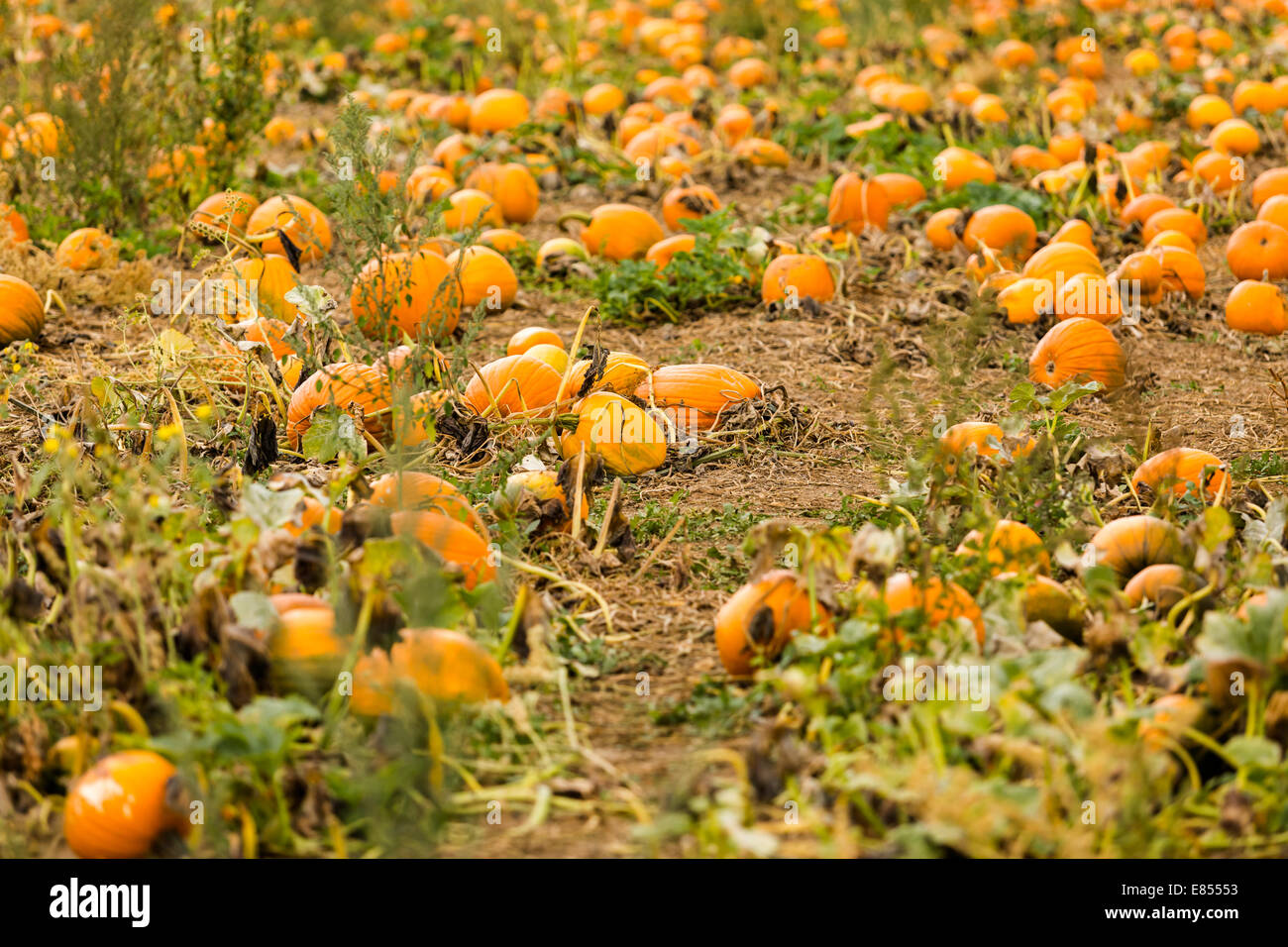 Harvest time on a large pumpkin farm Stock Photo - Alamy