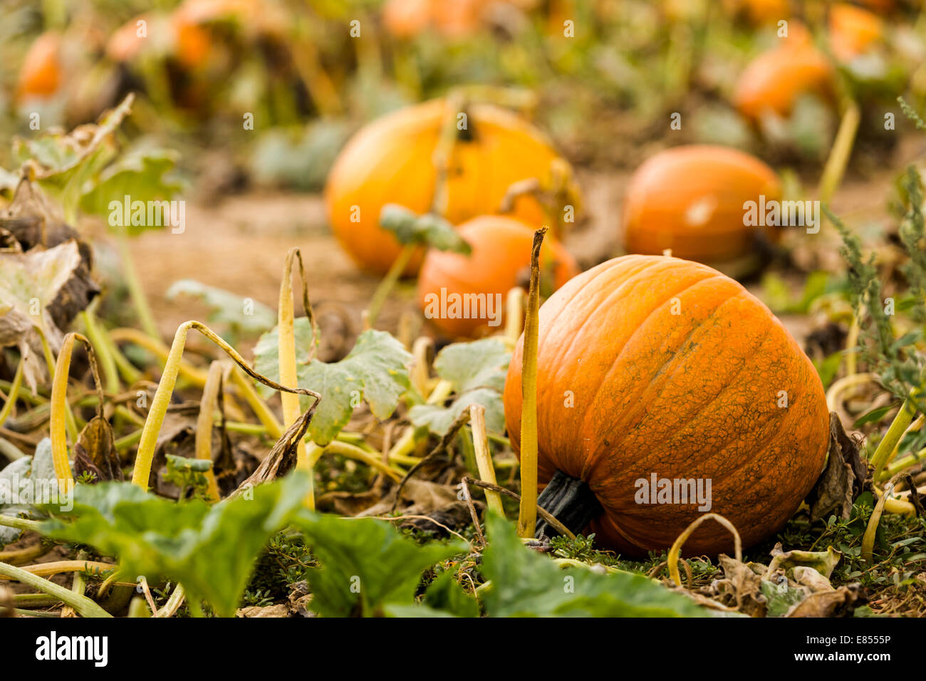 Harvest time on a large pumpkin farm Stock Photo - Alamy
