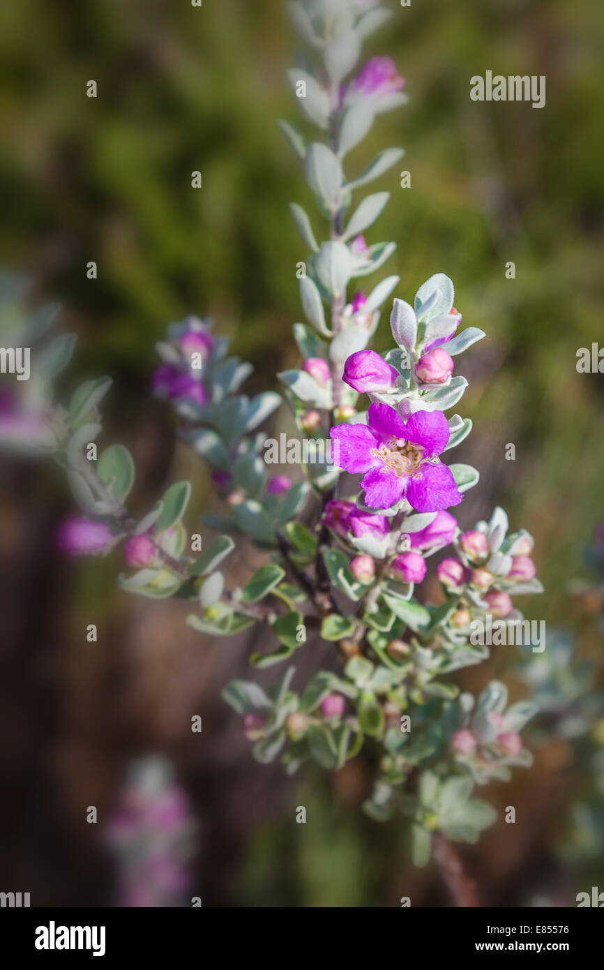 Purple Sage or Cenizo blooming in Big Bend National Park. Stock Photo