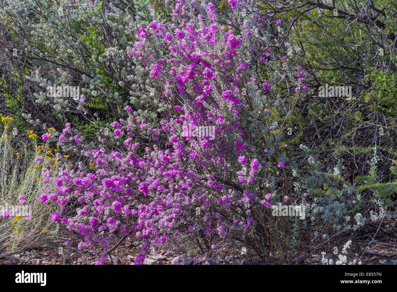 Purple Sage in bloom in Big Bend National Park. Stock Photo