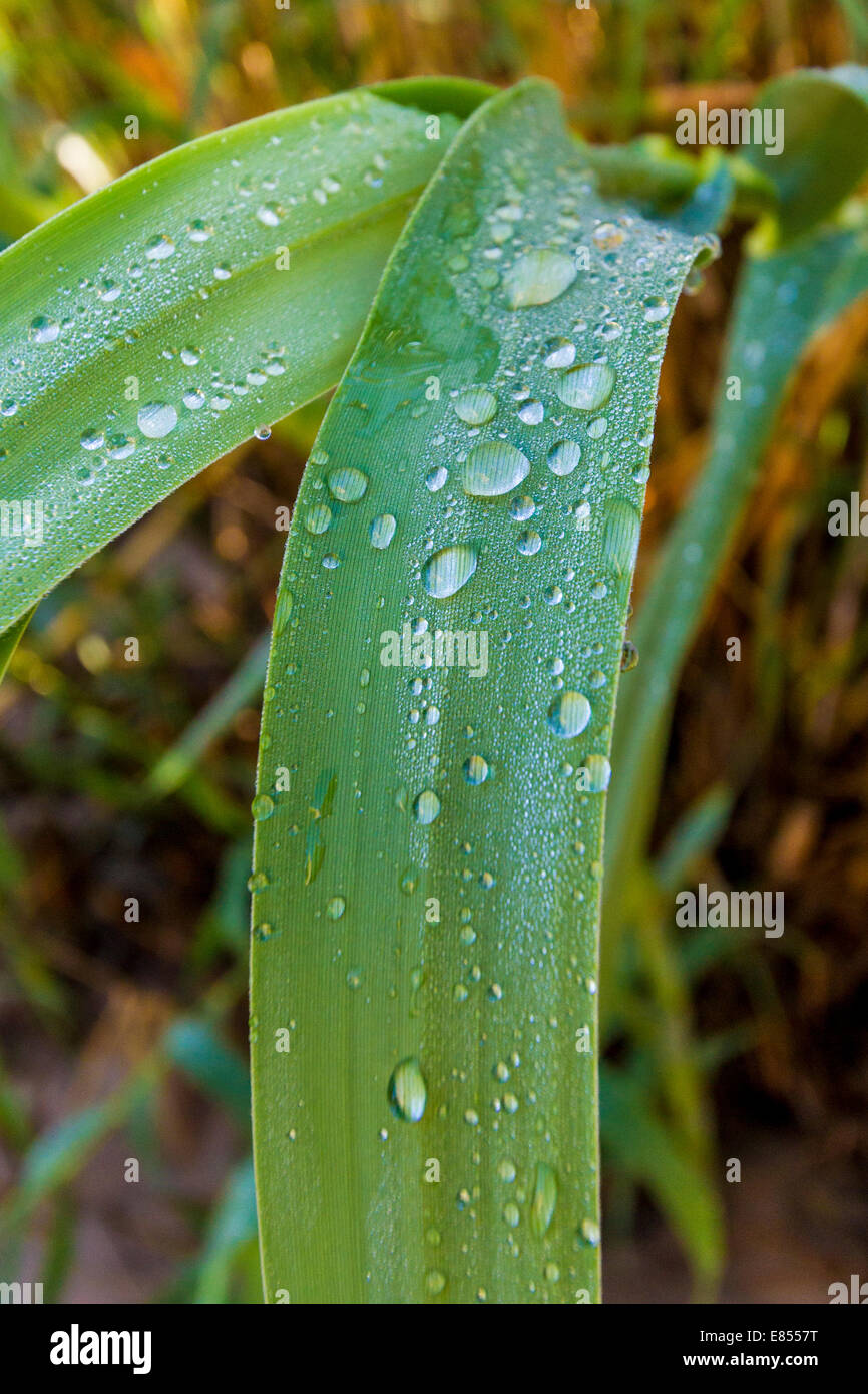 Rain drops on leaves in Big Bend National Park in Southwest Texas. Stock Photo