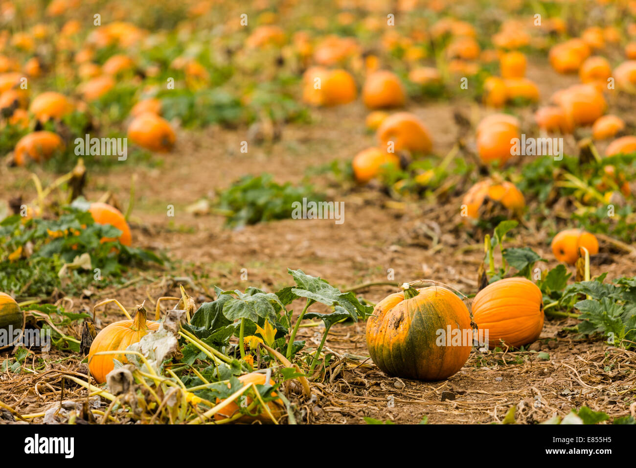 Harvest time on a large pumpkin farm Stock Photo - Alamy