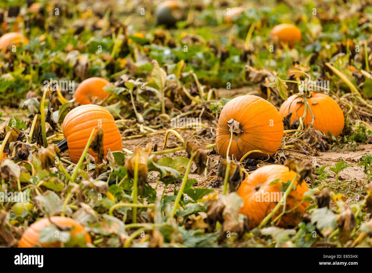 Harvest time on a large pumpkin farm Stock Photo - Alamy