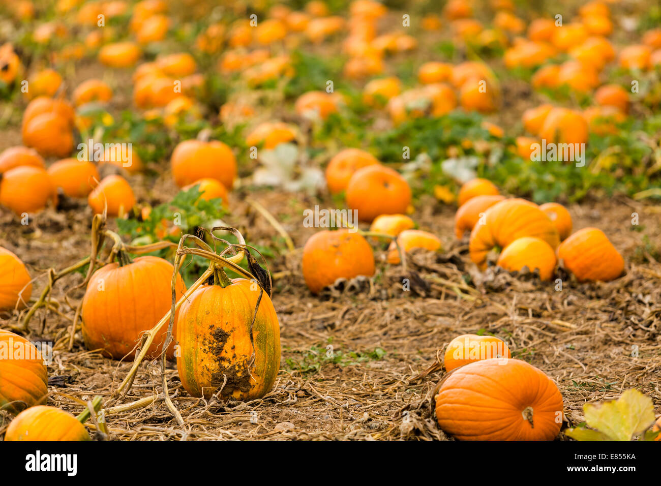 Harvest time on a large pumpkin farm Stock Photo - Alamy