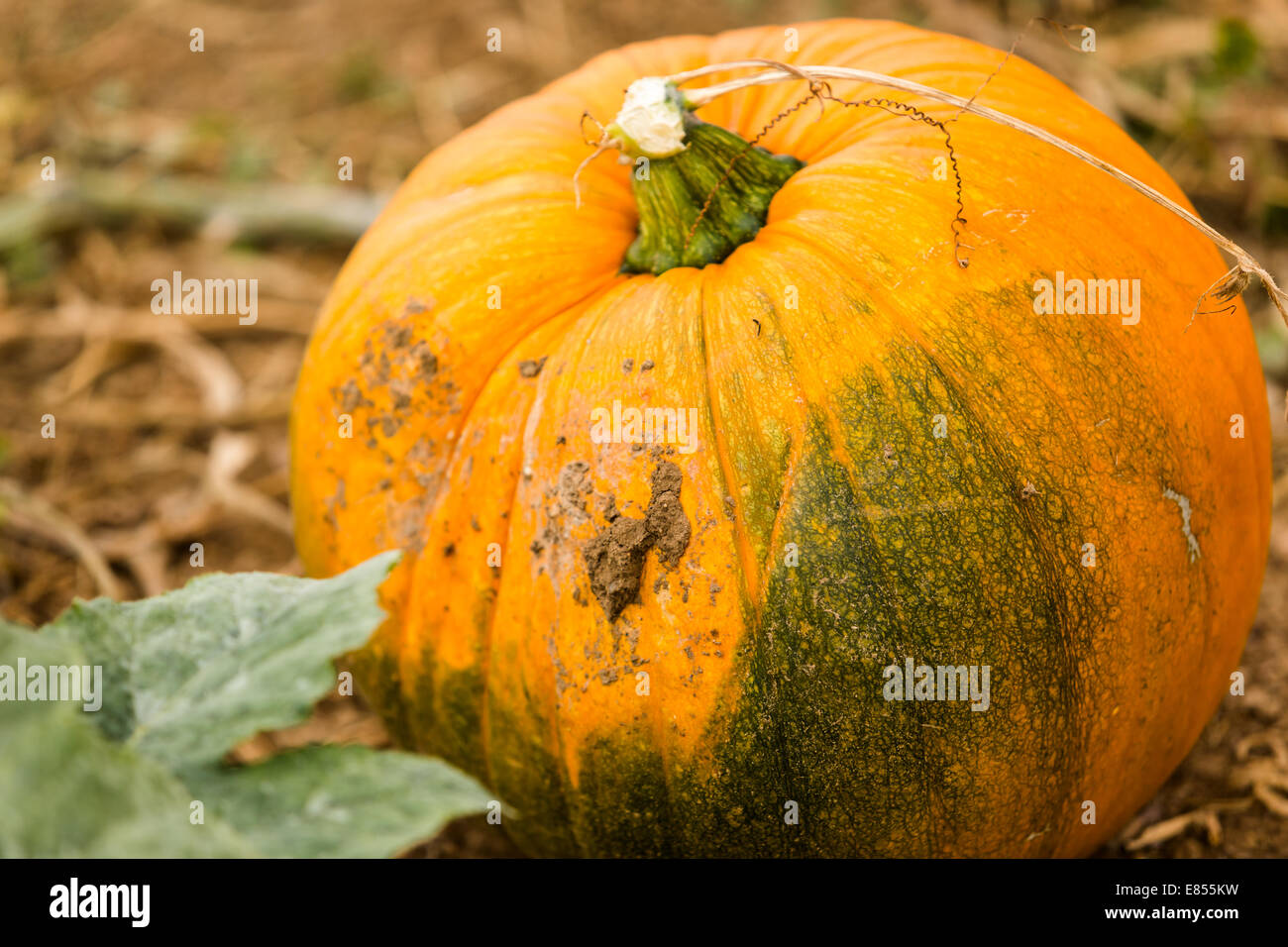 Harvest time on a large pumpkin farm Stock Photo - Alamy