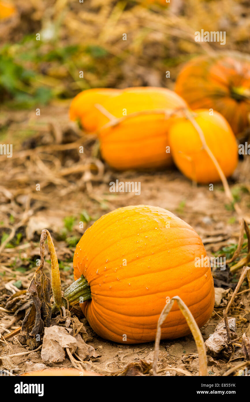 Harvest time on a large pumpkin farm Stock Photo - Alamy