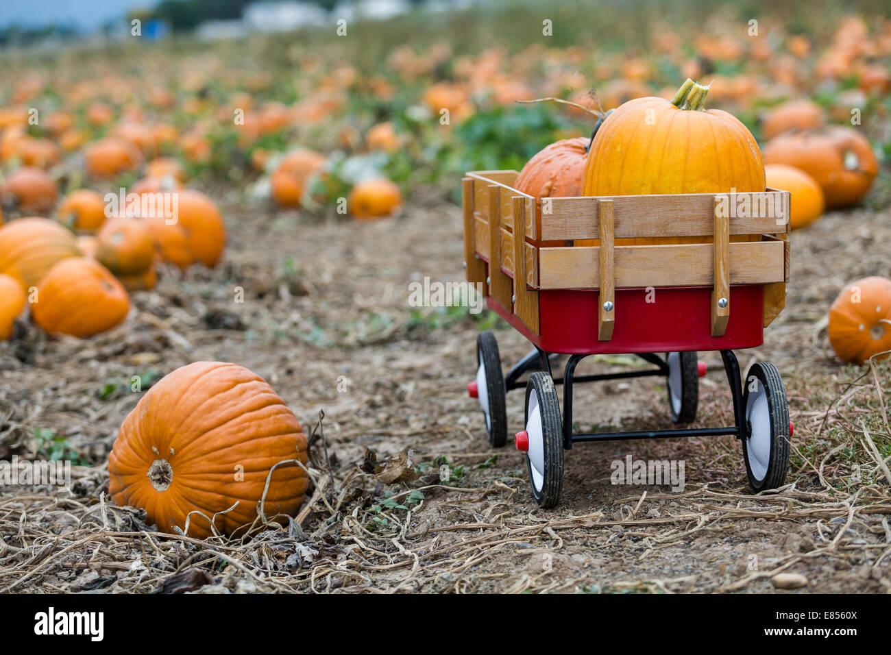 Harvest time on a large pumpkin farm Stock Photo - Alamy