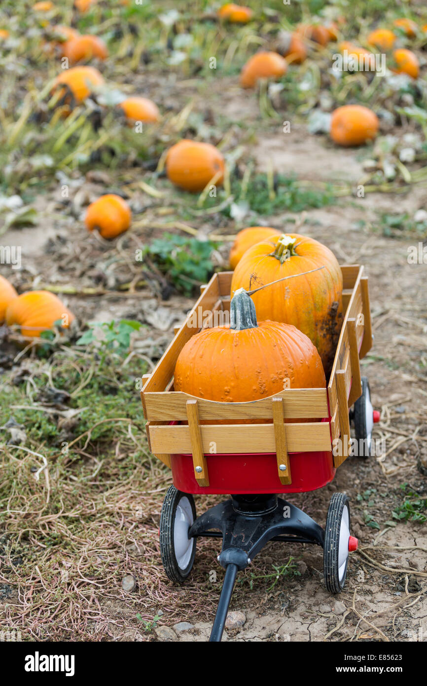 Harvest time on a large pumpkin farm Stock Photo - Alamy