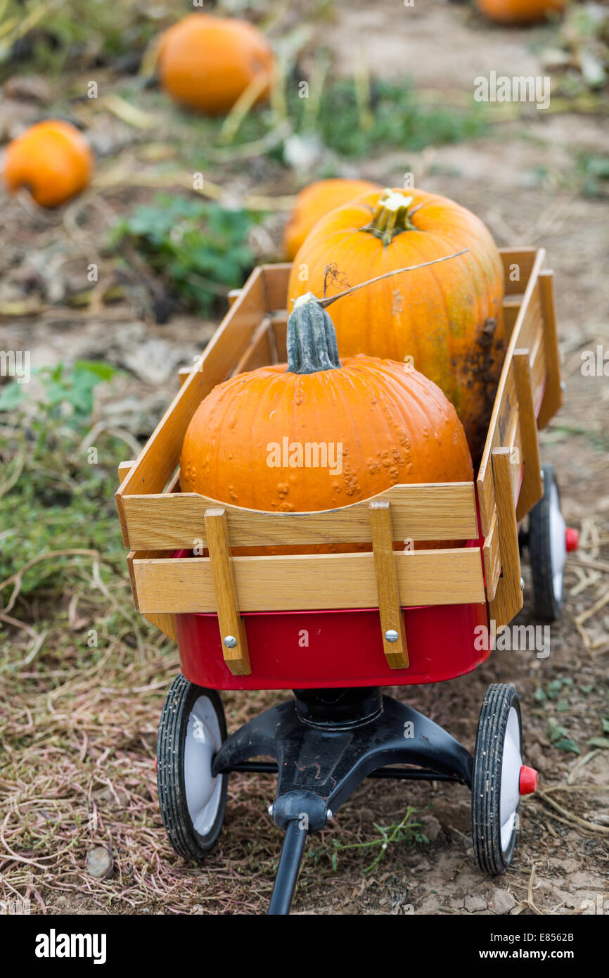 Harvest time on a large pumpkin farm Stock Photo - Alamy