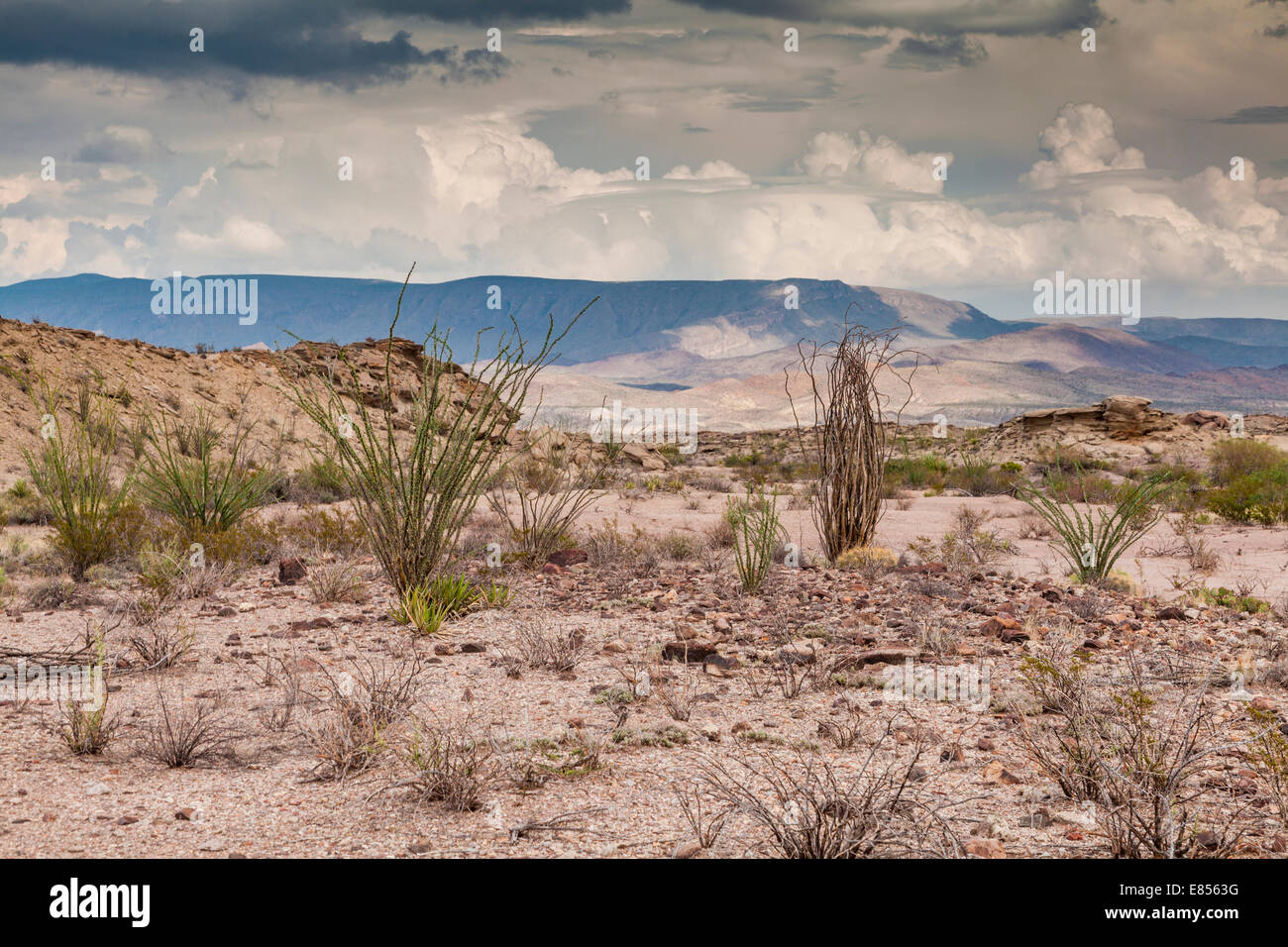 Storm clouds developing over desert in Big Bend National Park. Stock Photo