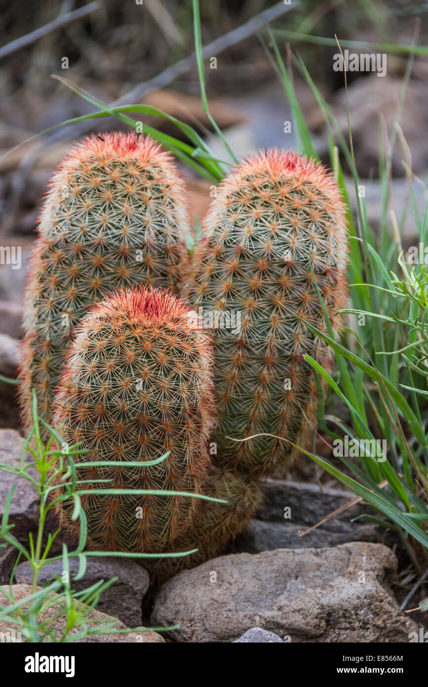Texas Rainbow Cactus in the Chisos Basin area of Big Bend National Park. Stock Photo