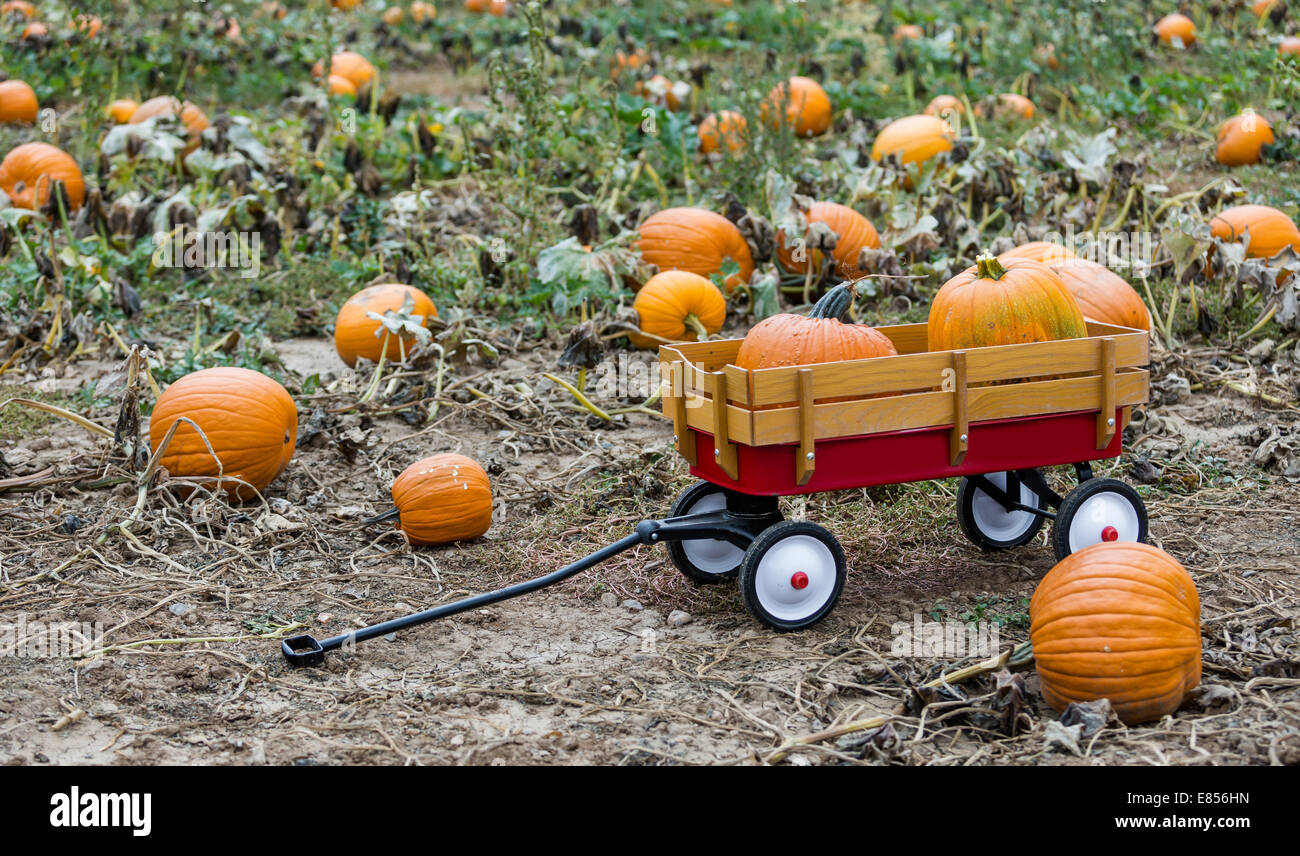Harvest time on a large pumpkin farm Stock Photo - Alamy