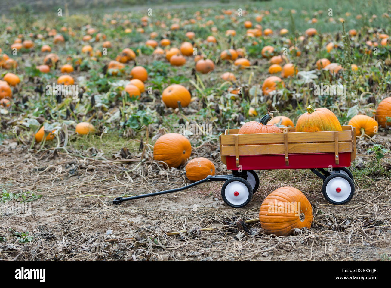Harvest time on a large pumpkin farm Stock Photo - Alamy