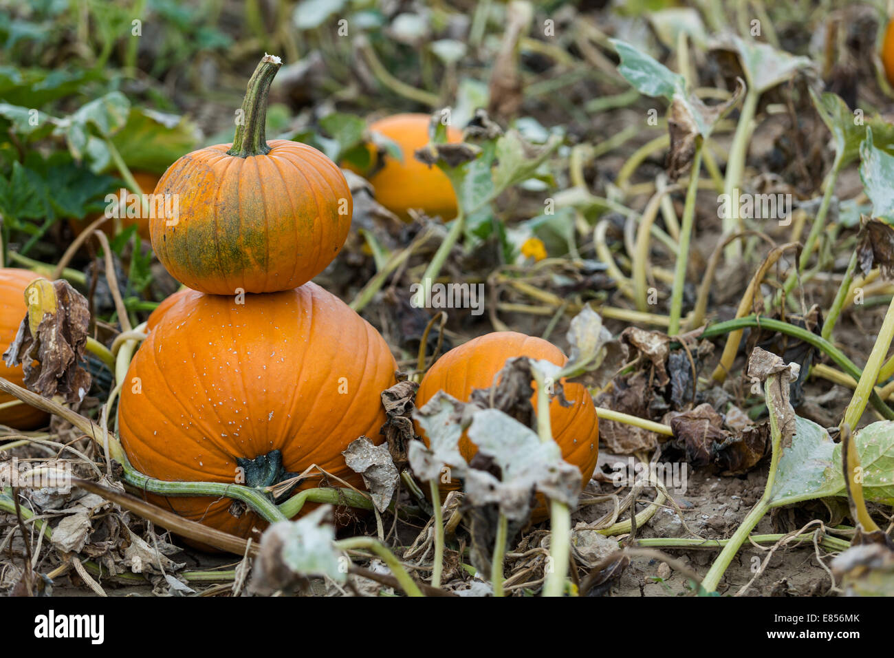 Harvest time on a large pumpkin farm Stock Photo - Alamy