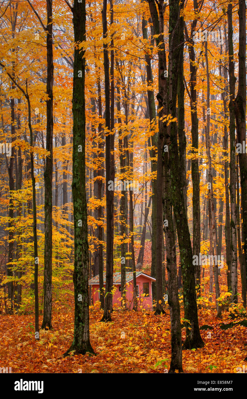 Shack in a forest in autumn, Eastern Townships, Iron Hill, Quebec province, Canada Stock Photo