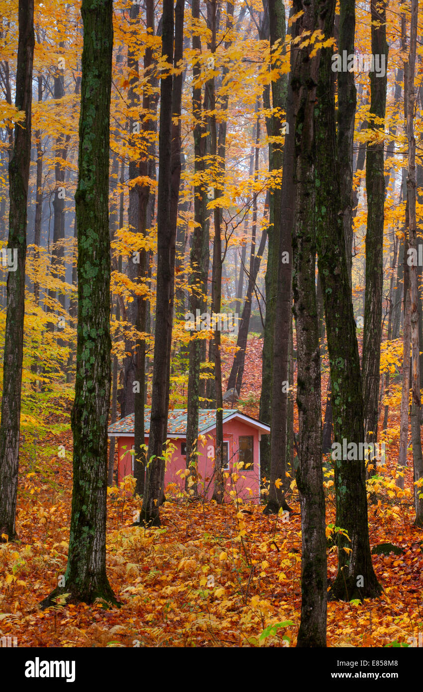 Shack in a forest in autumn, Eastern Townships, Iron Hill, Quebec province, Canada Stock Photo