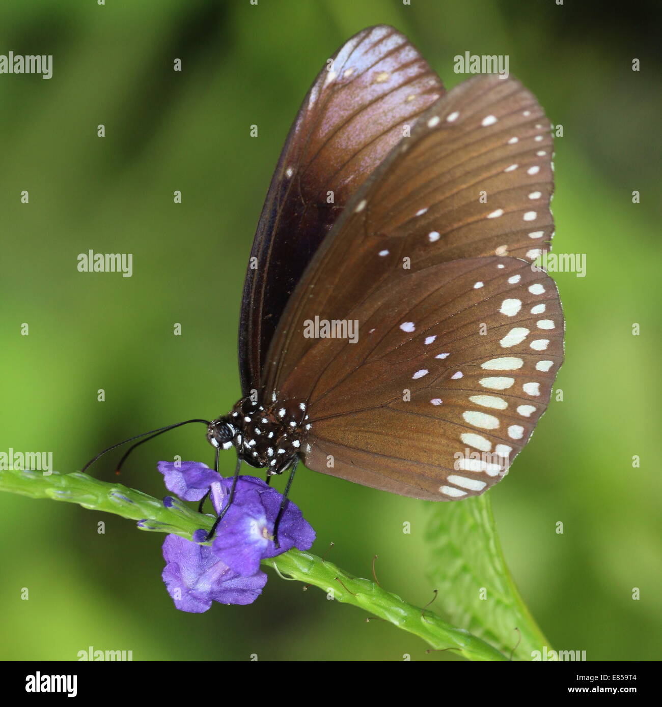 Common Crow butterfly a.k.a. Common Indian or Australian Crow (Euploea