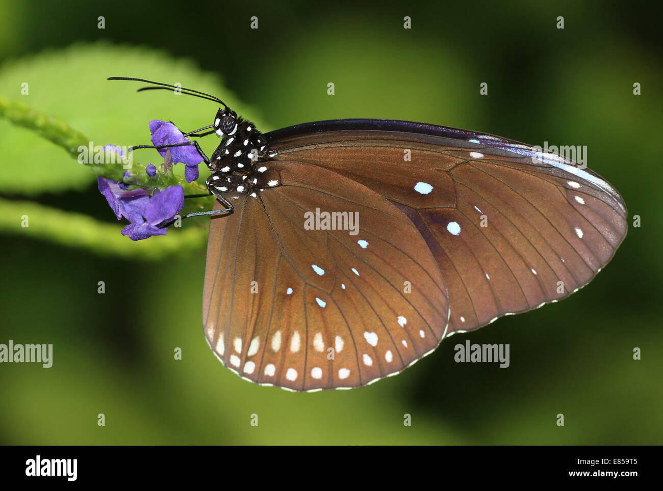 Common Crow butterfly a.k.a. Common Indian or Australian Crow (Euploea
