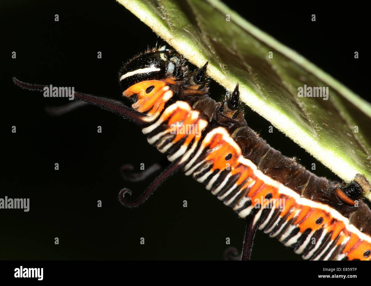 Exotic looking caterpillar of the Common Crow butterfly a.k.a. Common