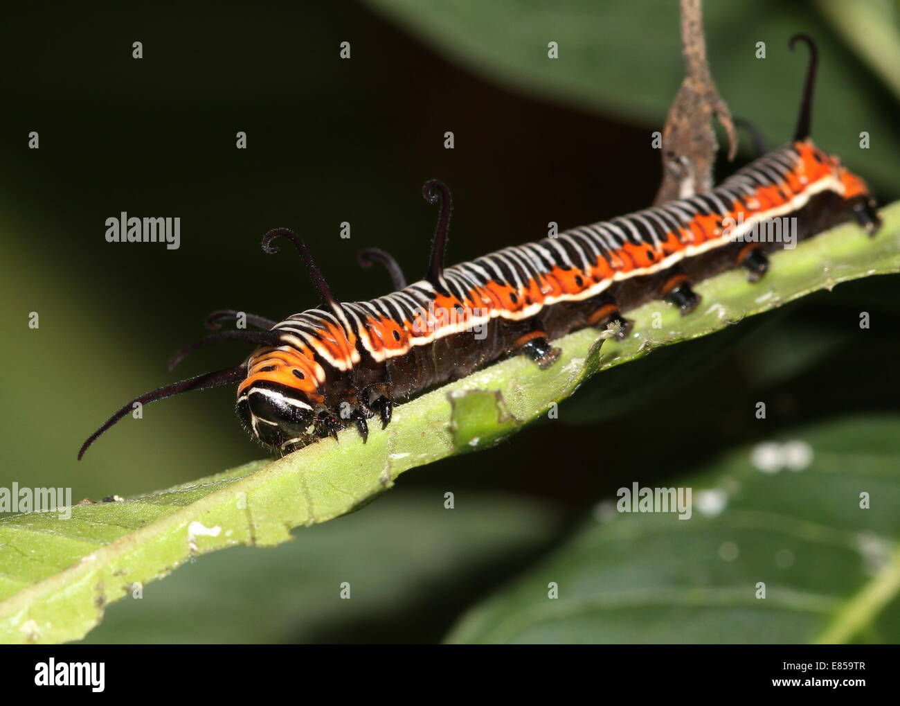 Common crow species hi-res stock photography and images - Alamy