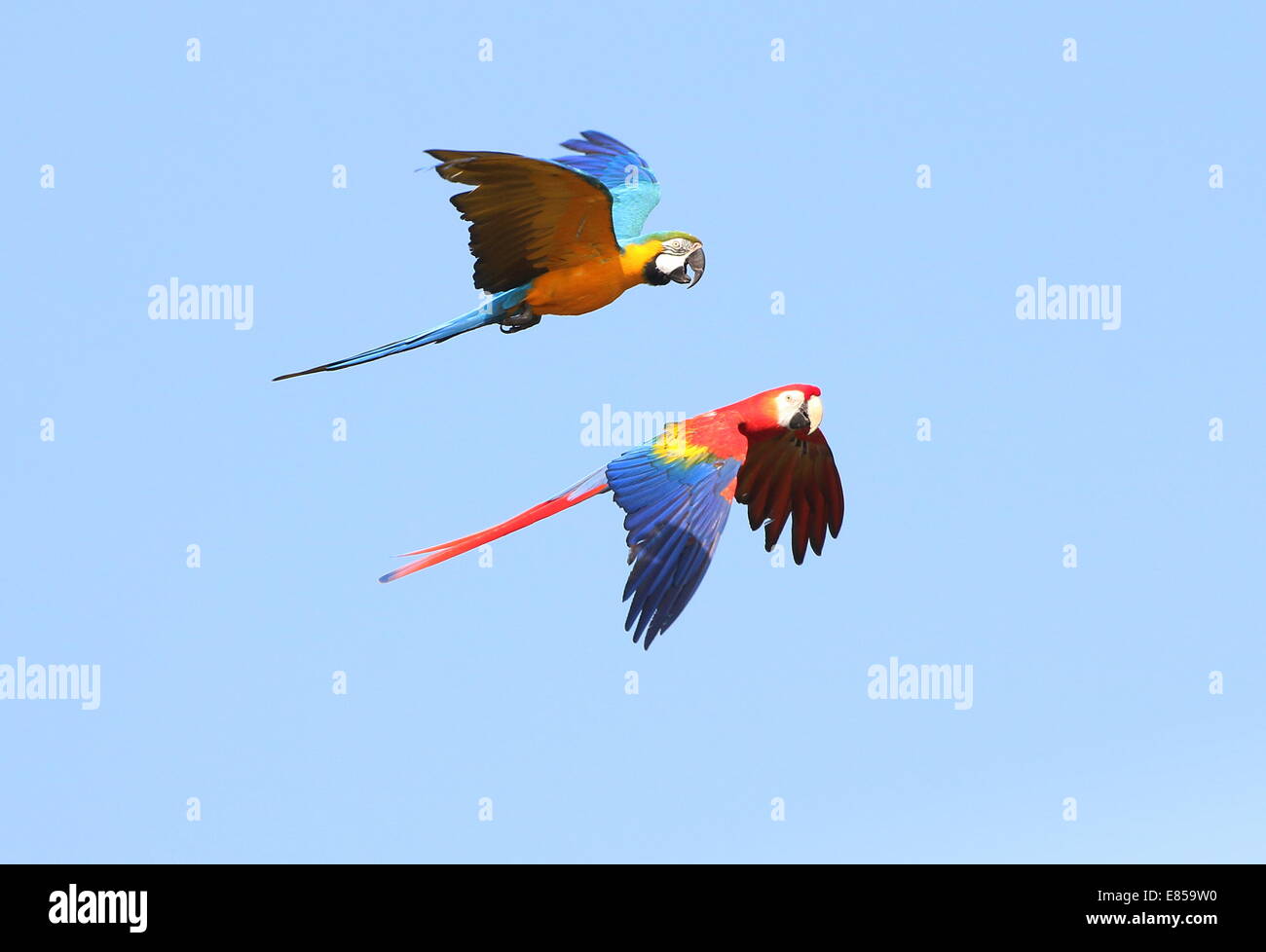 Blue and gold macaw (Ara ararauna) in flight, joined by a scarlet macaw (Ara macao) Stock Photo