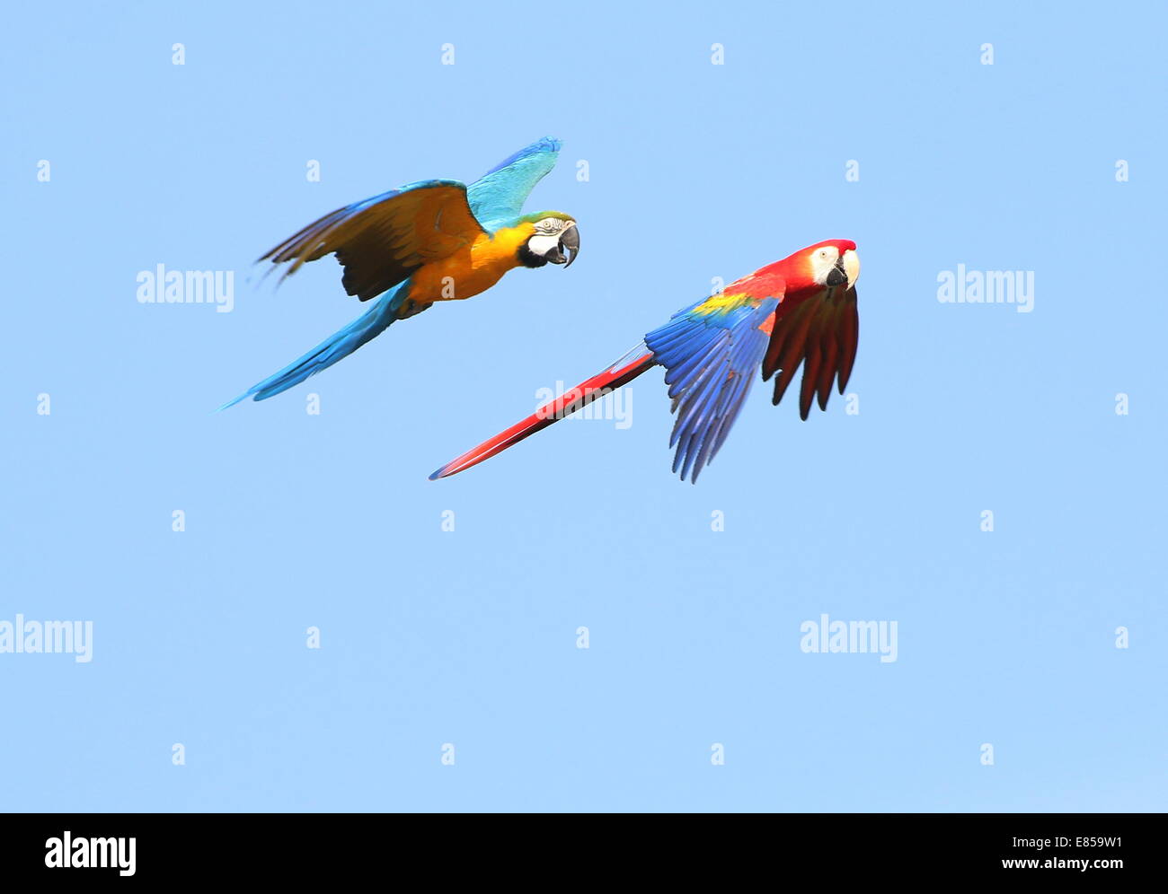 Blue and yellow macaw (Ara ararauna) in flight, joined by a scarlet macaw (Ara macao) Stock Photo