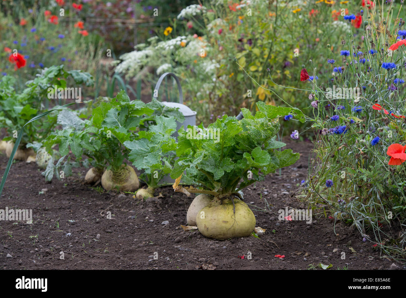 Brassica rapa. Turnips in a vegetable patch Stock Photo