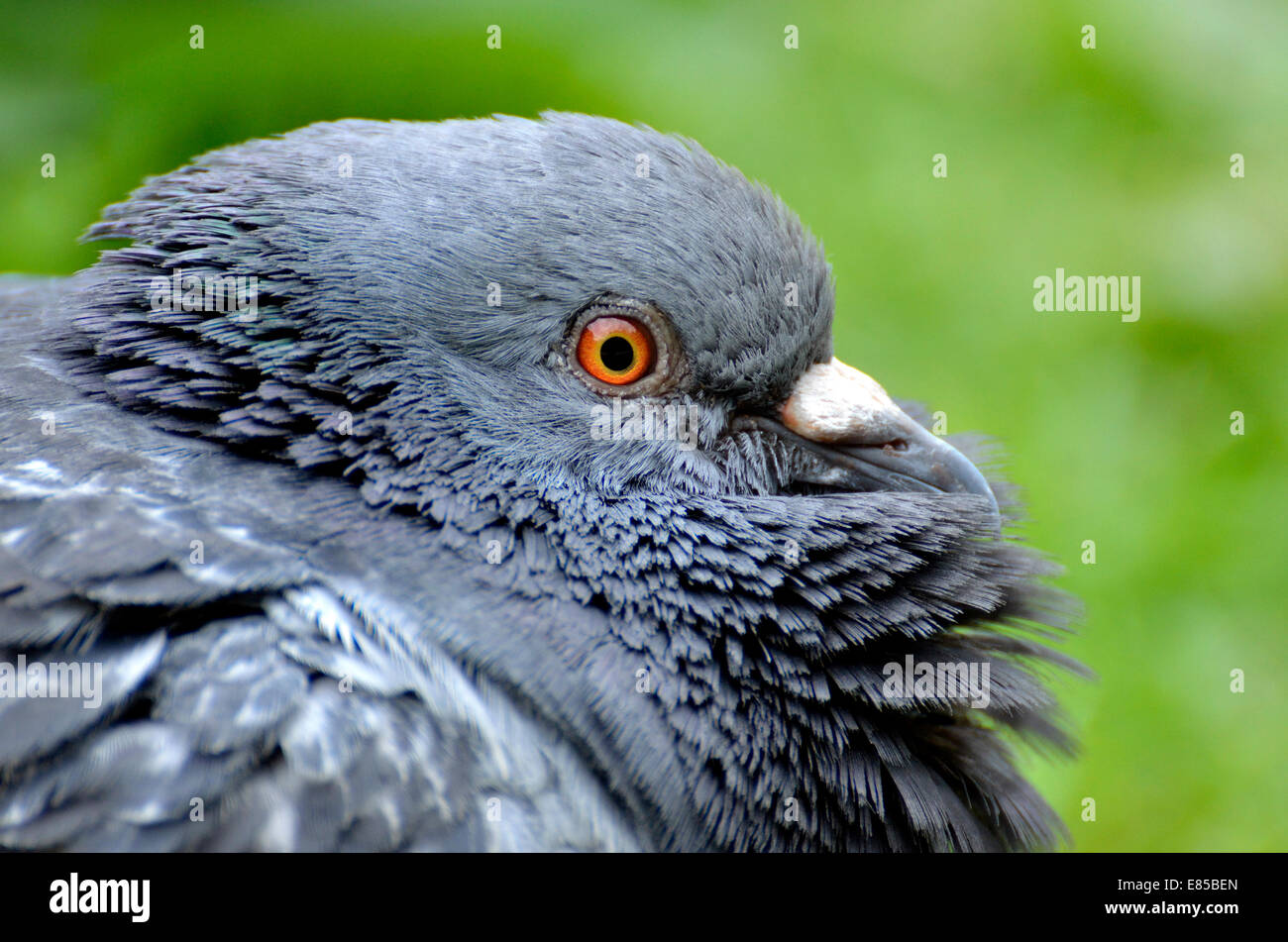 Puffed up pigeon hi-res stock photography and images - Alamy