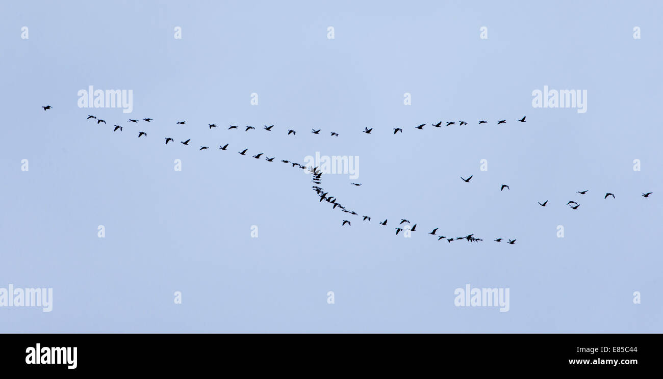 Greylag Geese migration, Anser anser Stock Photo Alamy