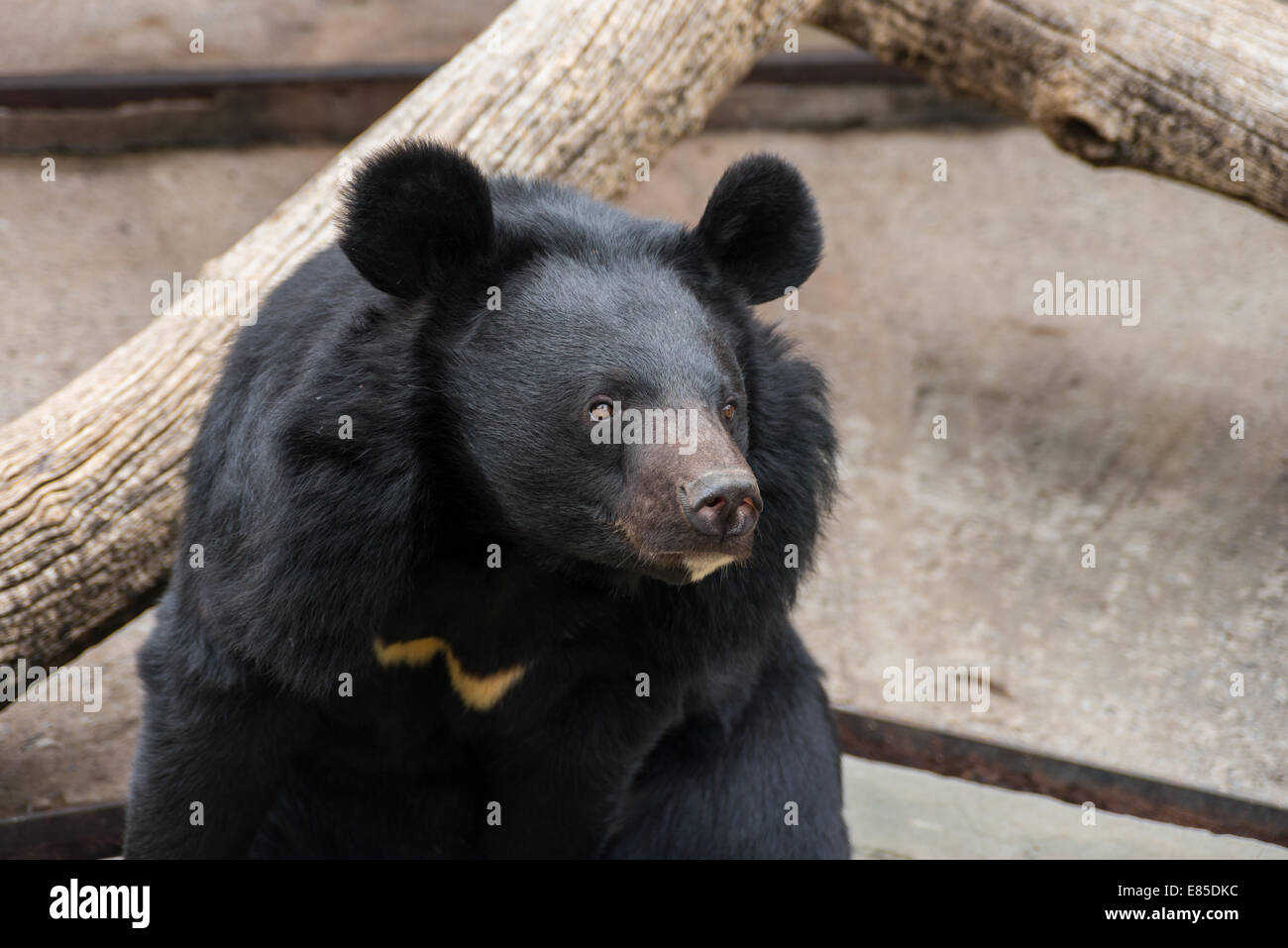 Black bear in a zoo in ukraina Stock Photo