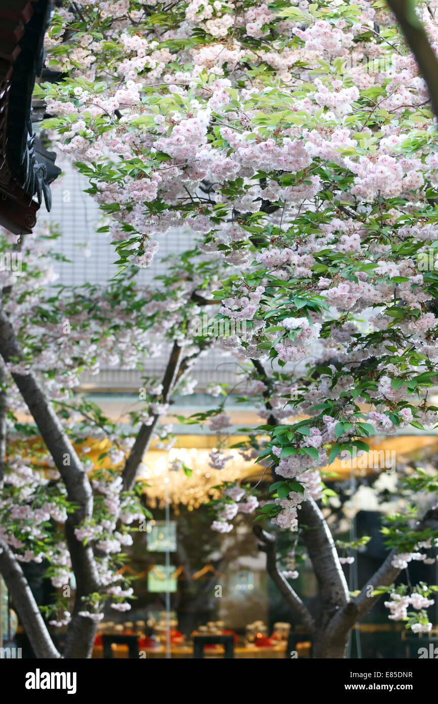 Sakura Stock Photo