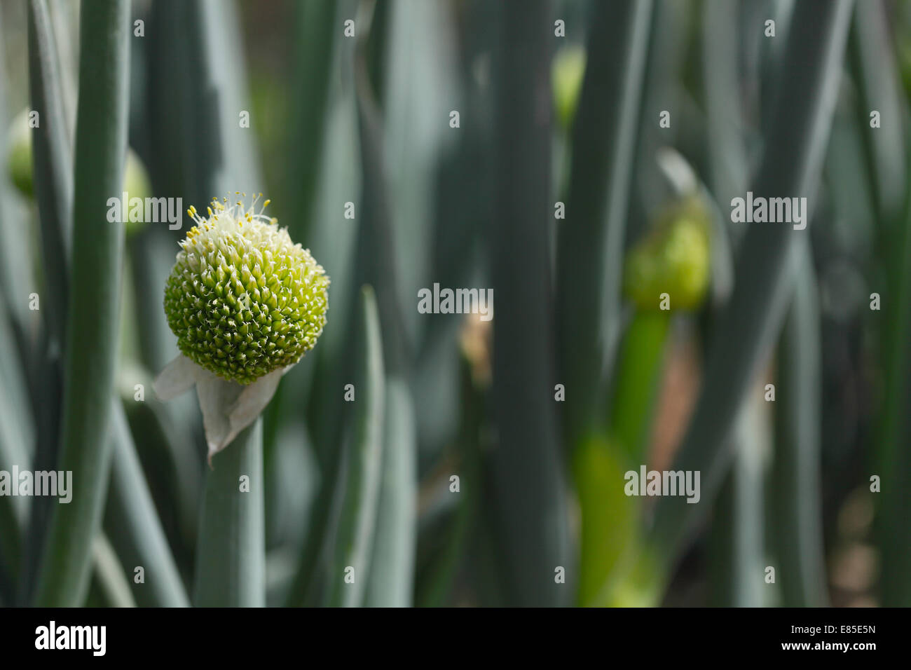 Chopped green onion hi-res stock photography and images - Alamy