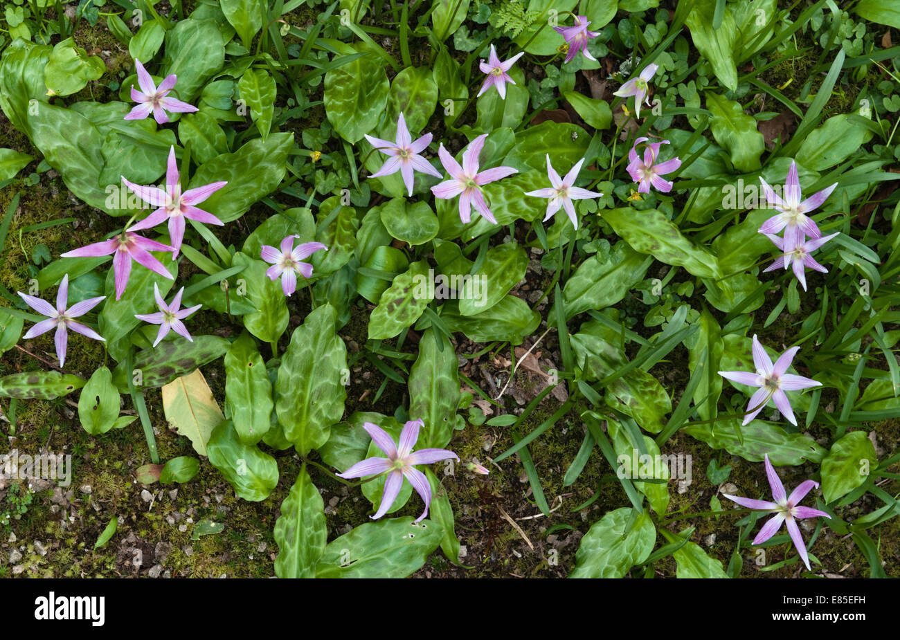 Erythronium (dog's-tooth violet or fawn lily) in a spring garden, Cornwall, UK Stock Photo