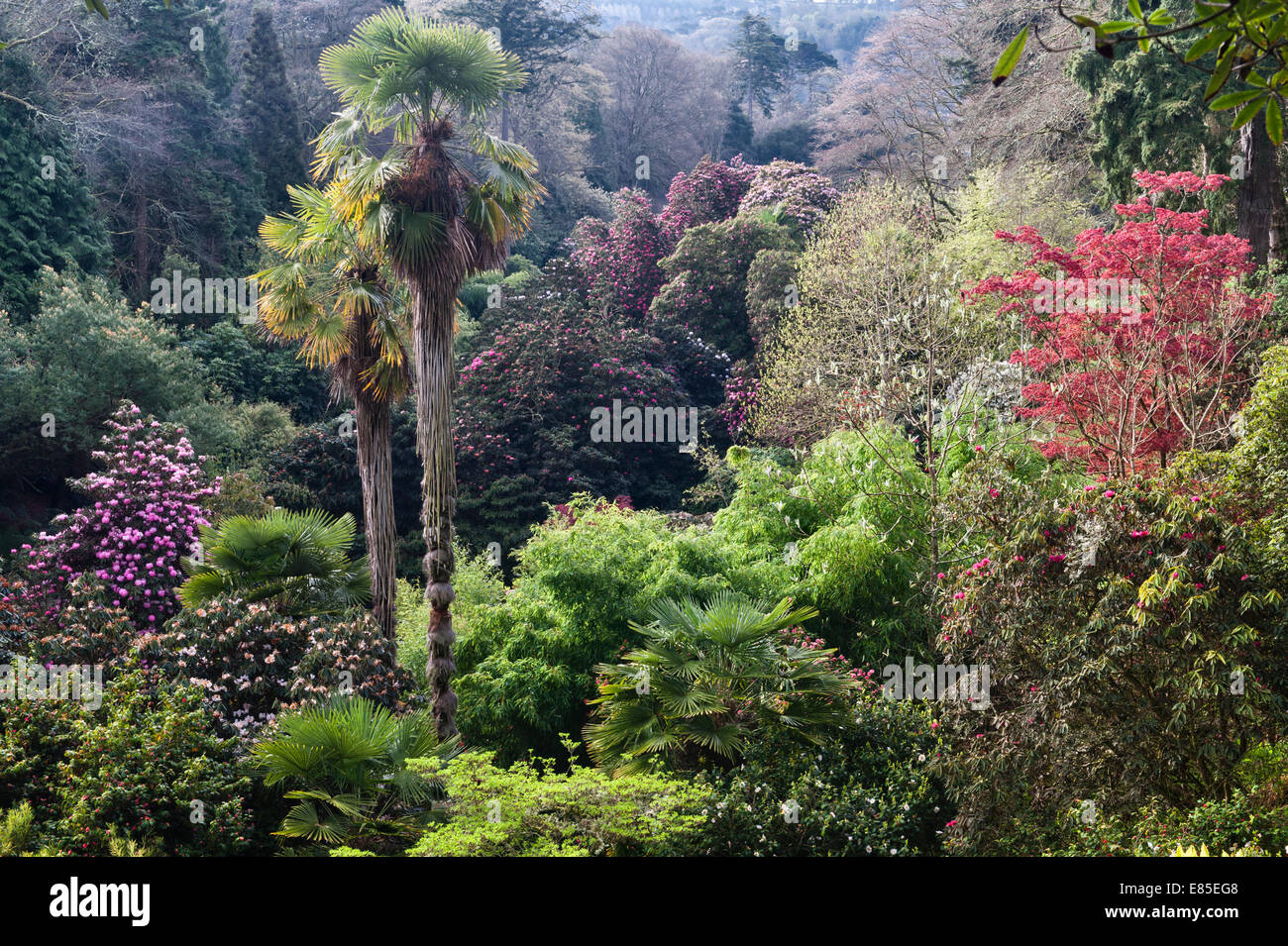 Trebah garden, Falmouth, Cornwall, UK. Chusan palms (trachycarpus fortunei) stand above banks of rhododendrons in spring Stock Photo