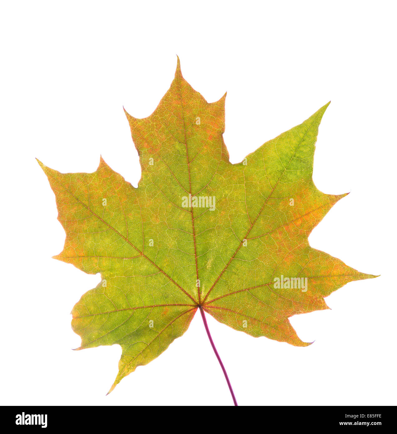 autumn leaves isolated with copy space Stock Photo