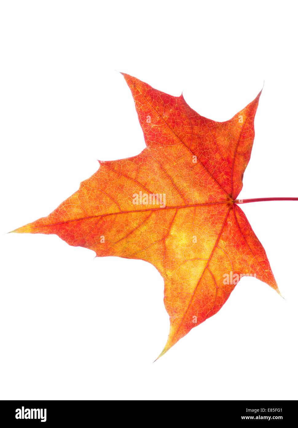 autumn leaves isolated with copy space Stock Photo - Alamy