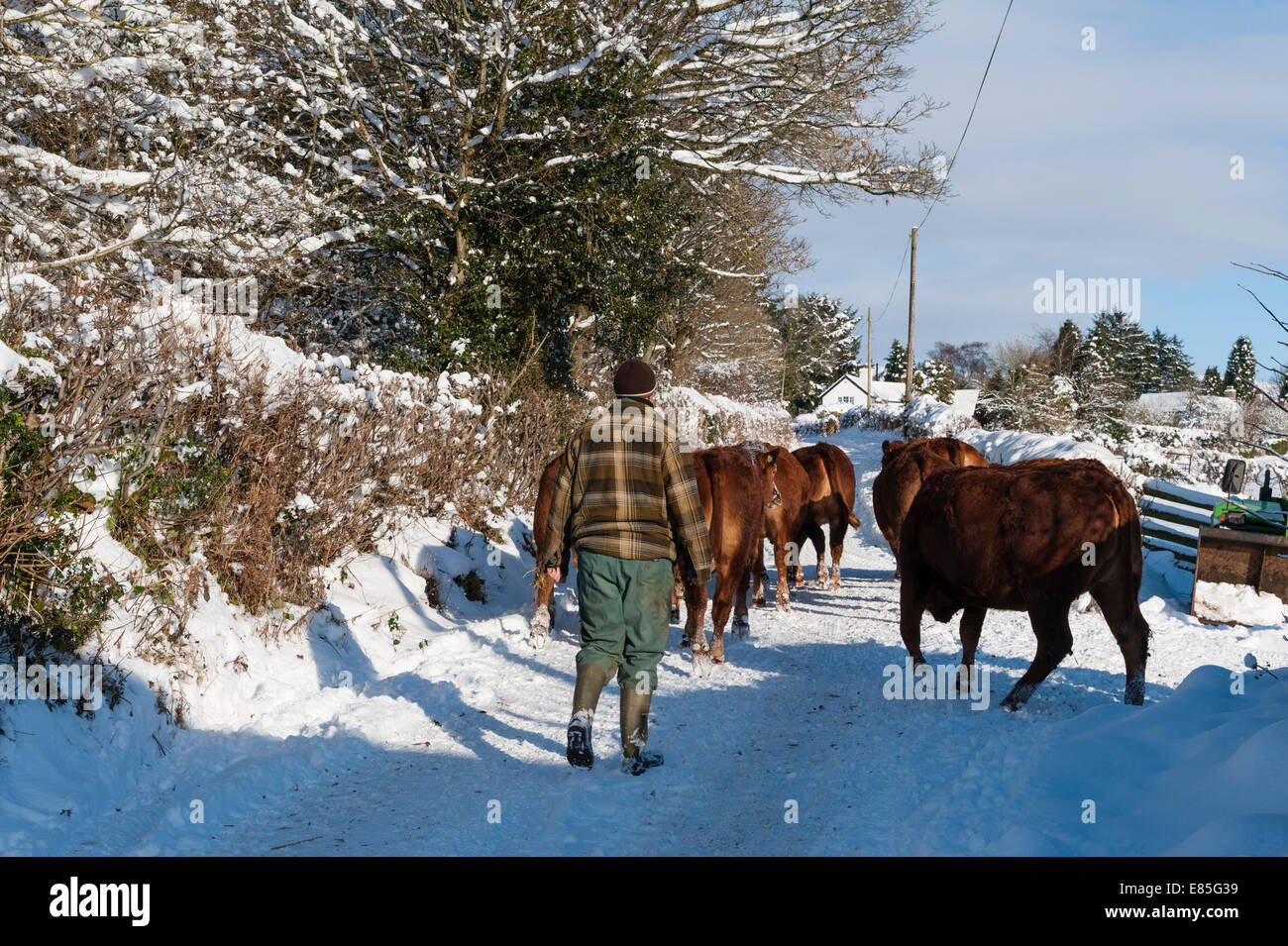 Moving cattle in mid winter on a snowy Welsh hill farm Stock Photo