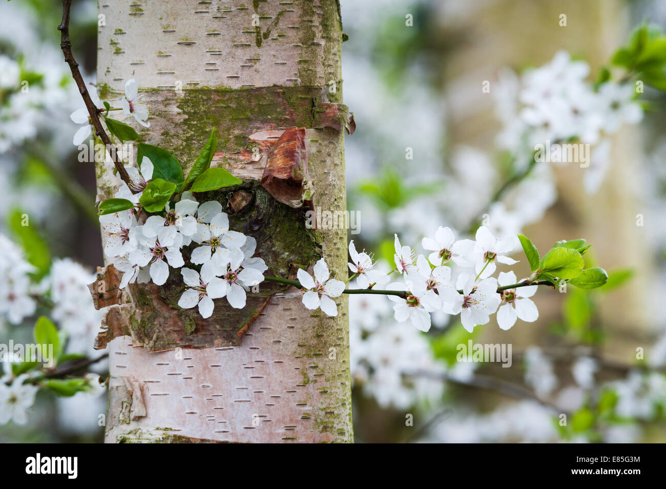Blackthorn flowers seen against the bark of a silver birch tree, in late March - the English countryside in springtime (UK) Stock Photo