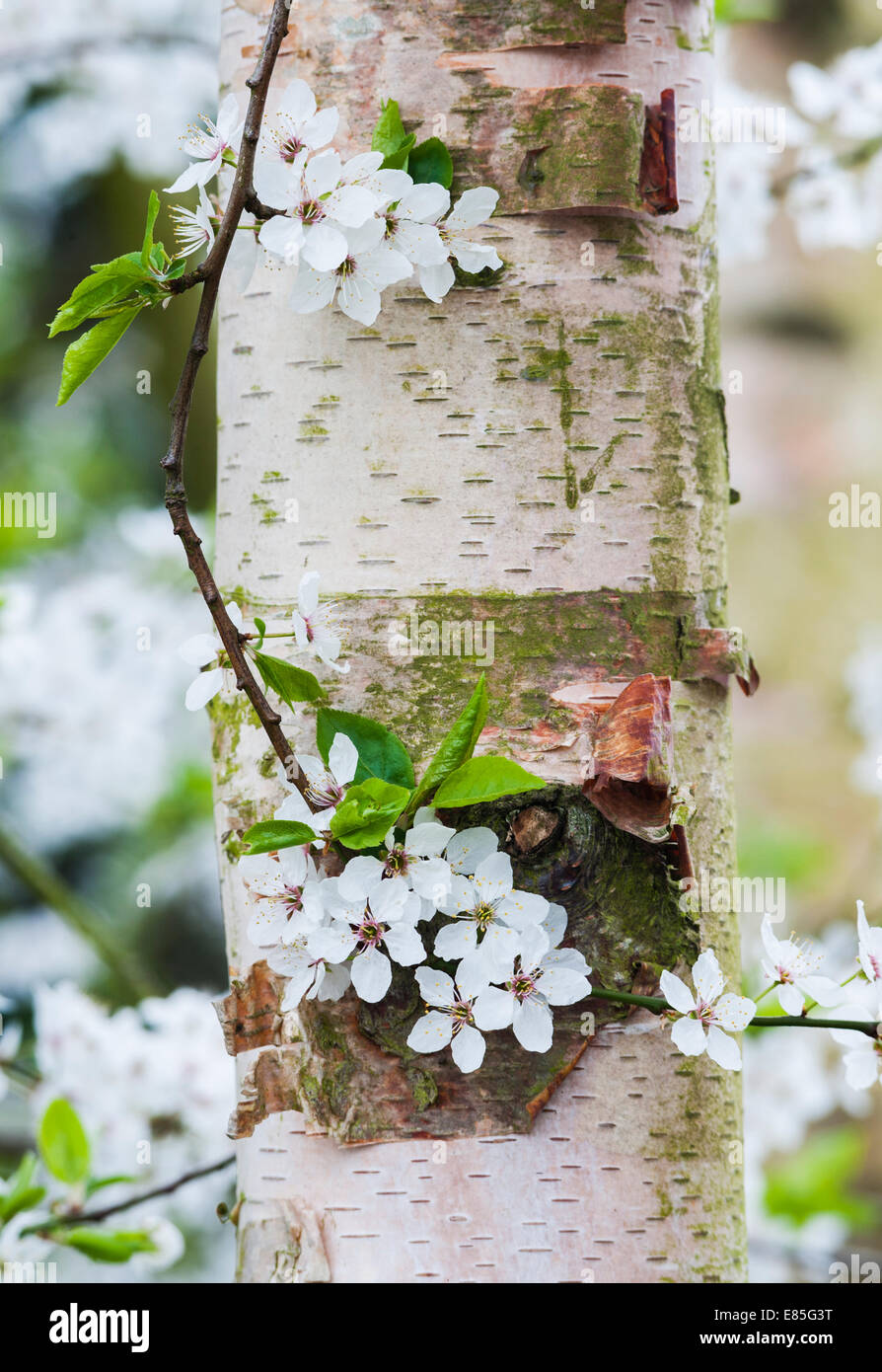 Blackthorn flowers seen against the bark of a silver birch tree, in late March - the English countryside in springtime (UK) Stock Photo
