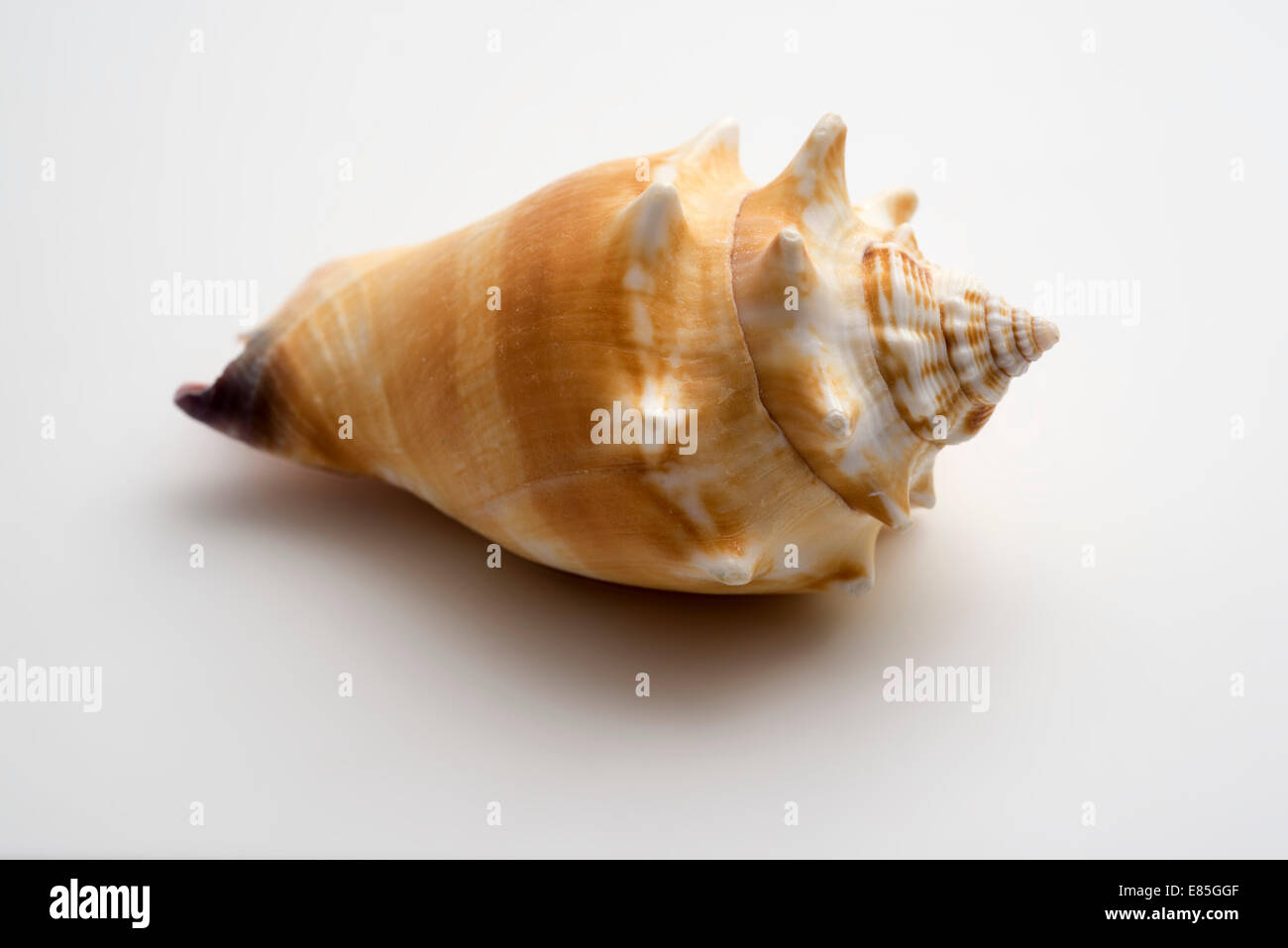 A lovely conch shell, isolated on white Stock Photo