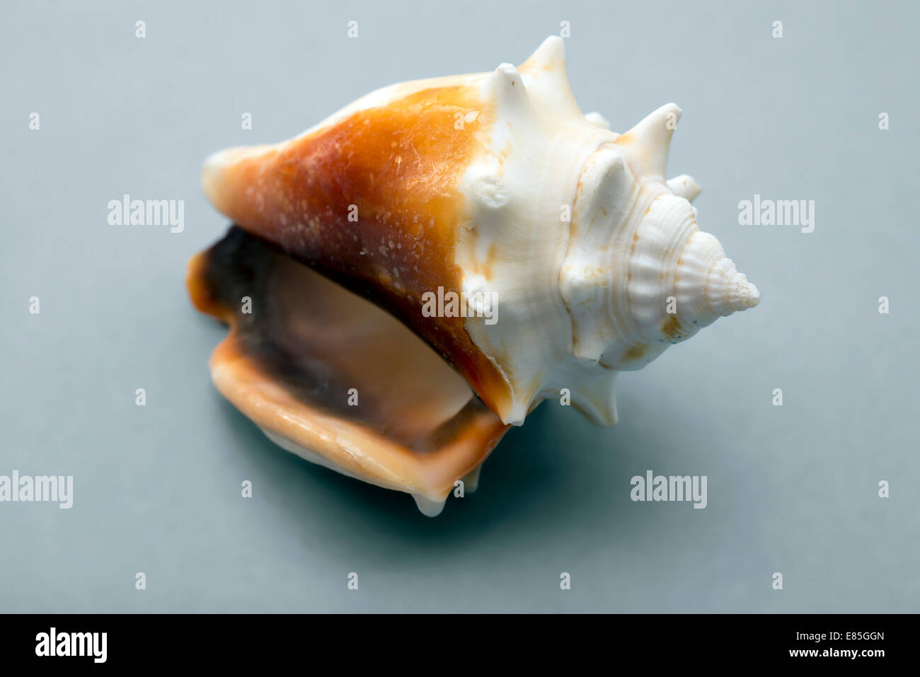 A lovely conch shell, on gray background Stock Photo