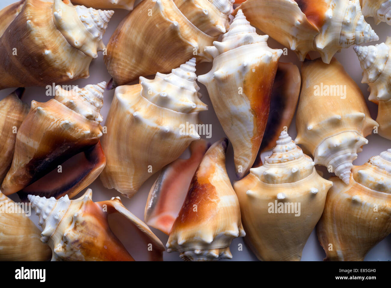 many seashells forming a background Stock Photo