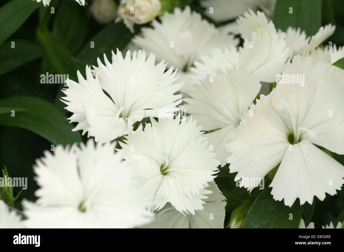 White Dianthus Commonly Known as Pinks Stock Photo