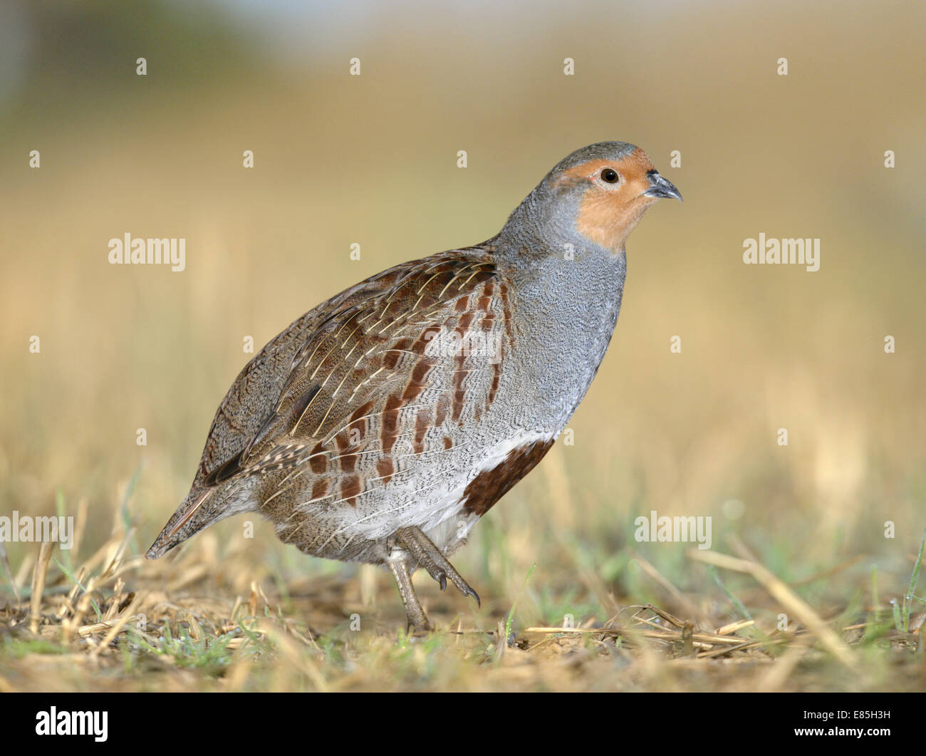 Grey Partridge - Perdix perdix Stock Photo