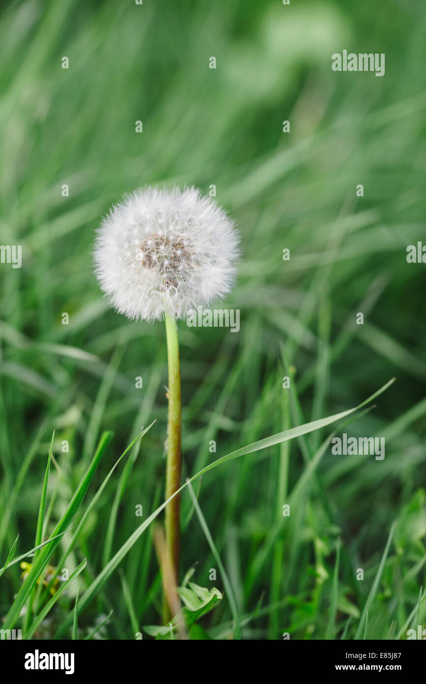 dandelion seedhead in grass Stock Photo