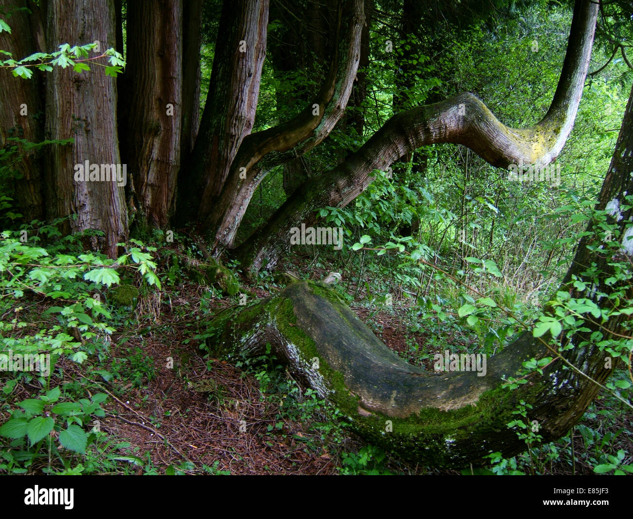 Curved tree hi-res stock photography and images - Alamy