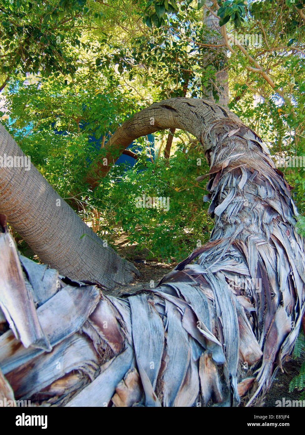 Curved palm tree trunk hires stock photography and images Alamy