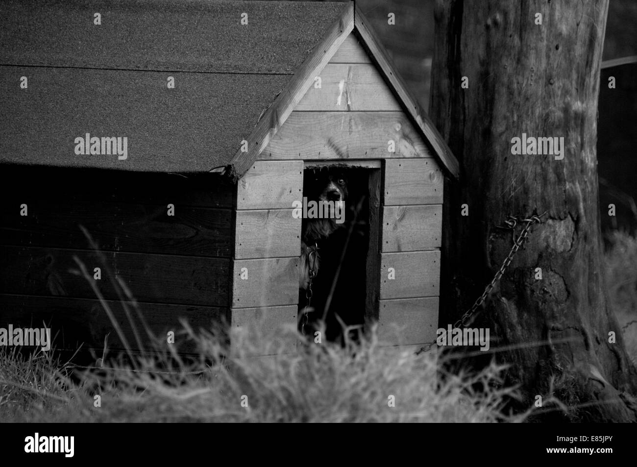 Dog in a kennel Black and White Stock Photos & Images Alamy