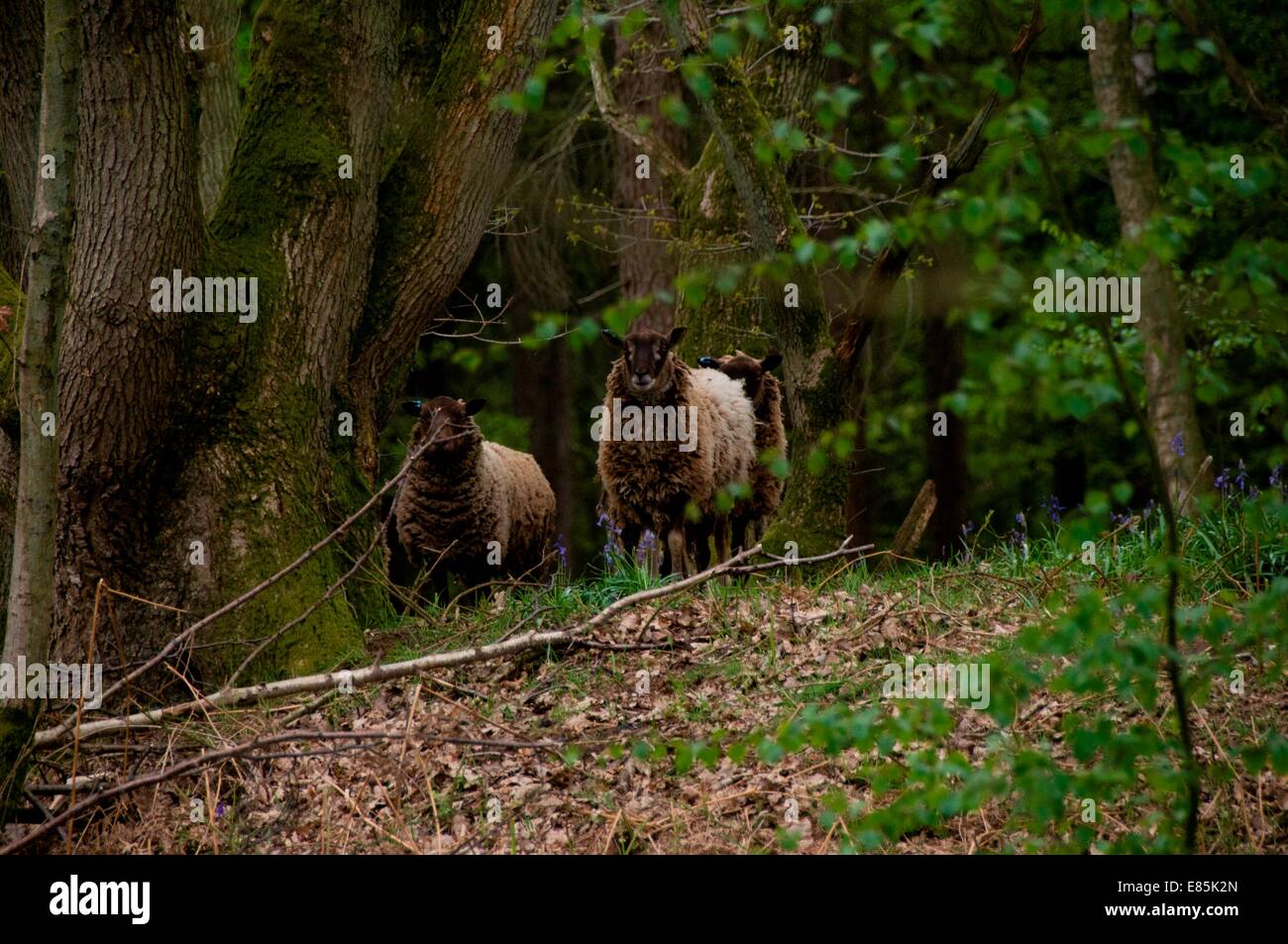 Sheep in the woods Stock Photo - Alamy