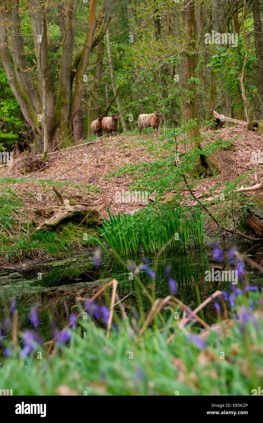 Sheep in the woods Stock Photo - Alamy